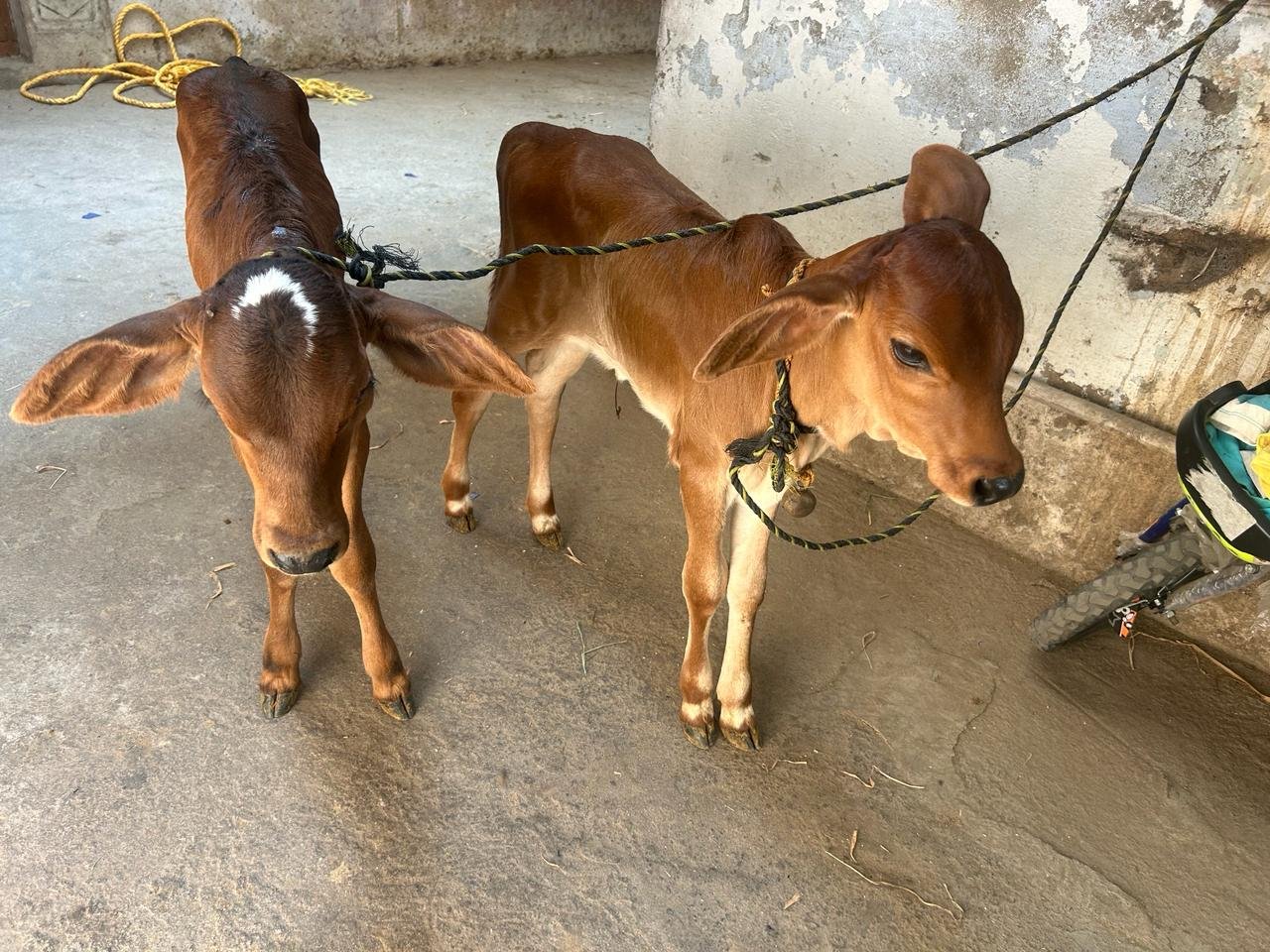 Welcoming Luna and Bella: The Newest Additions to Gopal Krishna Gaushala